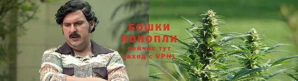 прущие грибы Аркадак