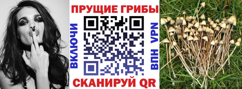 купить наркоту  Кирово-Чепецк  Галлюциногенные грибы Psilocybe 